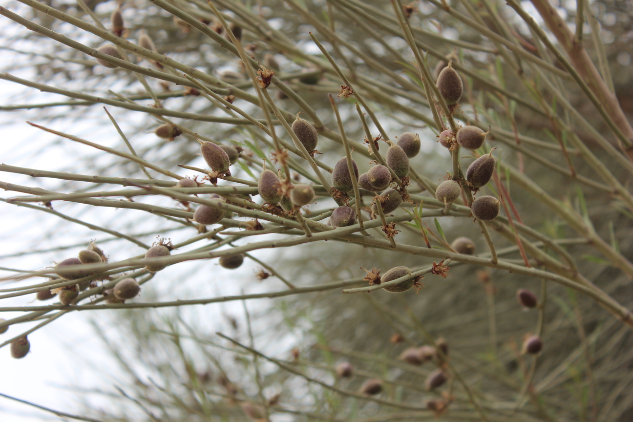Plant Image